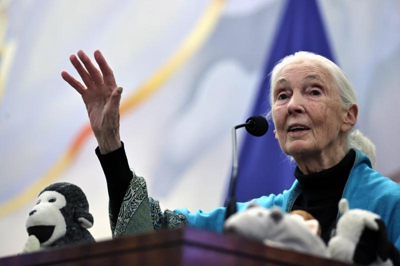 Jane Goodall en Chile.