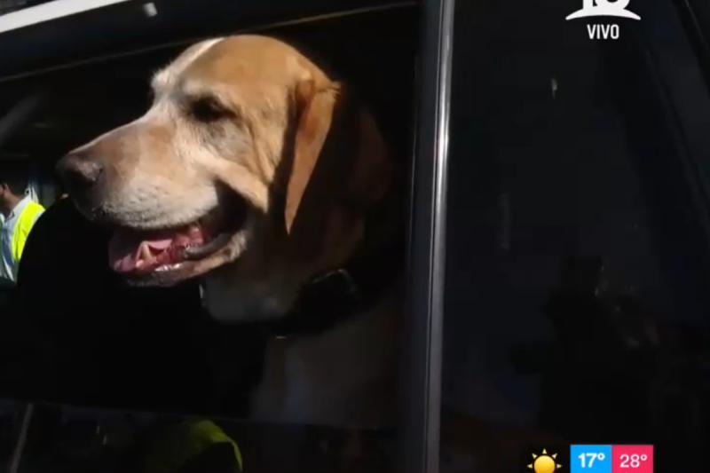 Se escapó su perro, salió a buscarlo y le quitaron el auto en fiscalización