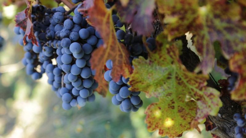 ¡Regresa "Locos x el vino" a 13C! No te pierdas el estreno de la tercera temporada