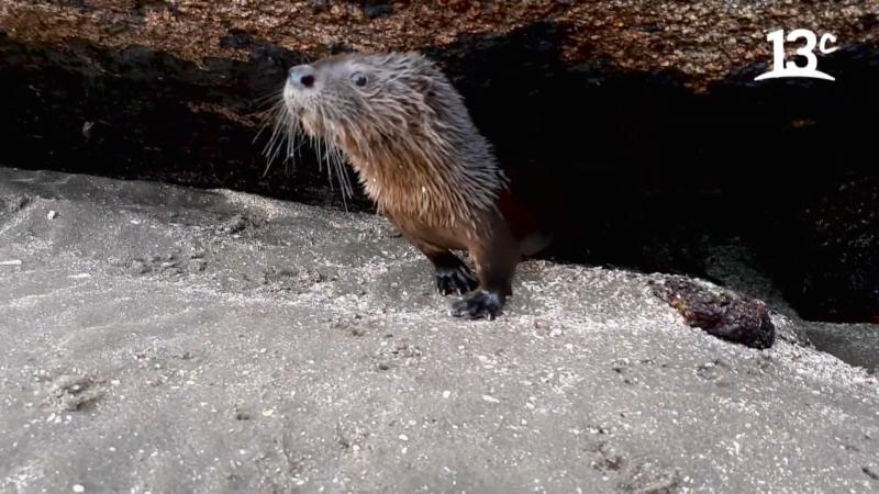 La protección de Chungungos en Chile | Factor de Cambio