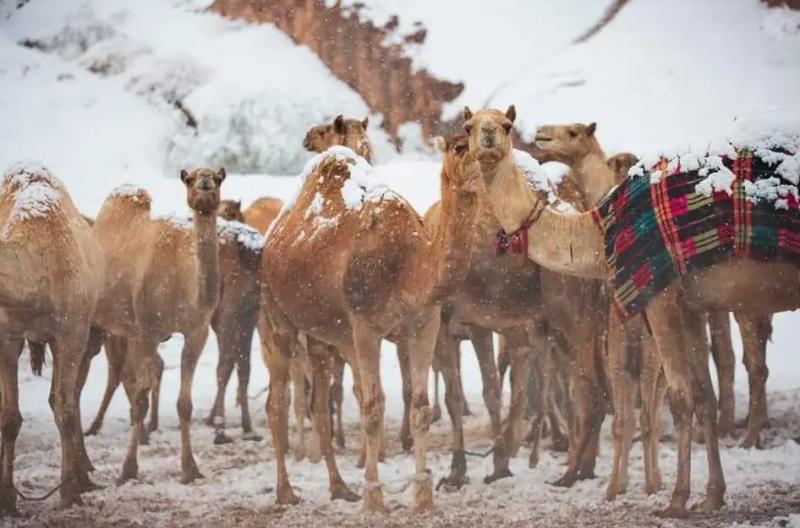 Registro de camellos en el desierto de Al-Jawf en Arabia Saudita nevado.