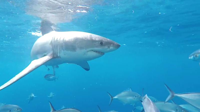 Socios por el mundo en las costas de Australia