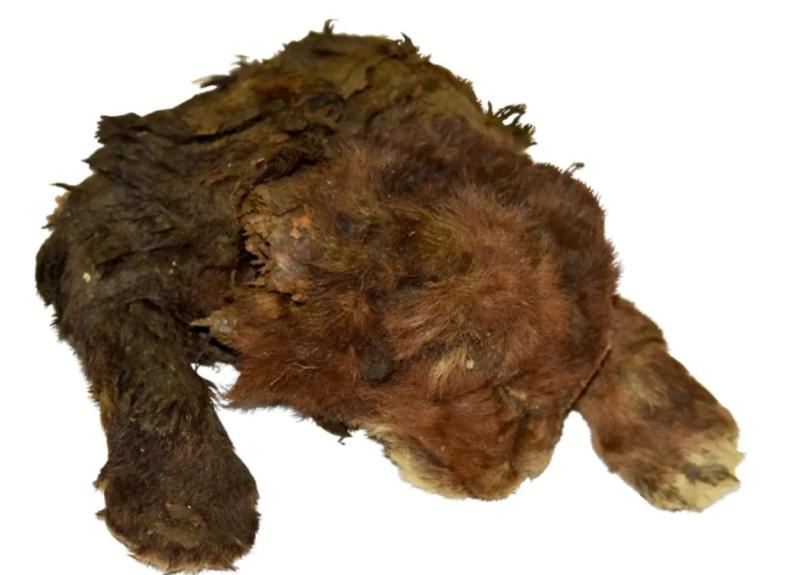 Tigre dientes de sable cachorro. Imagen aparecida en Lopatin, A.V., Sotnikova, M.V., Klimovsky, A.I. et al. Mummy of a juvenile sabre-toothed cat Homotherium latidens from the Upper Pleistocene of Siberia. Sci Rep 14, 28016 (2024).Scintific Reports