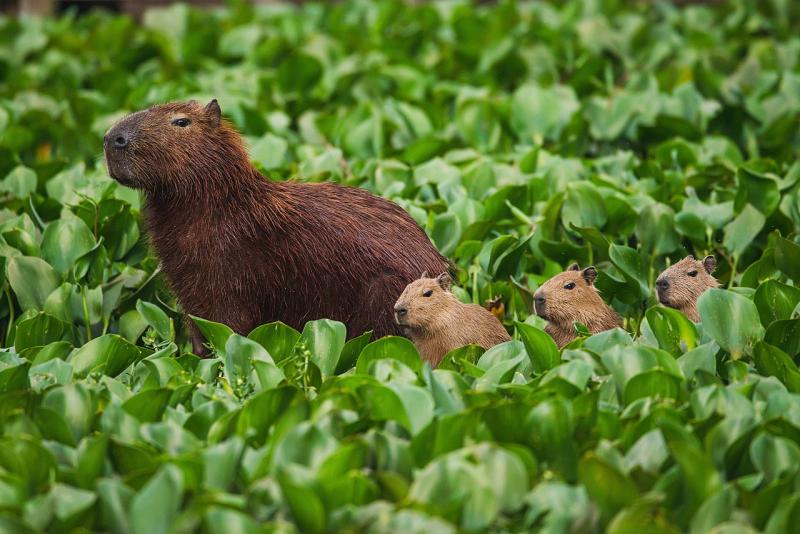 Capibaras en São Paulo, Brasil.