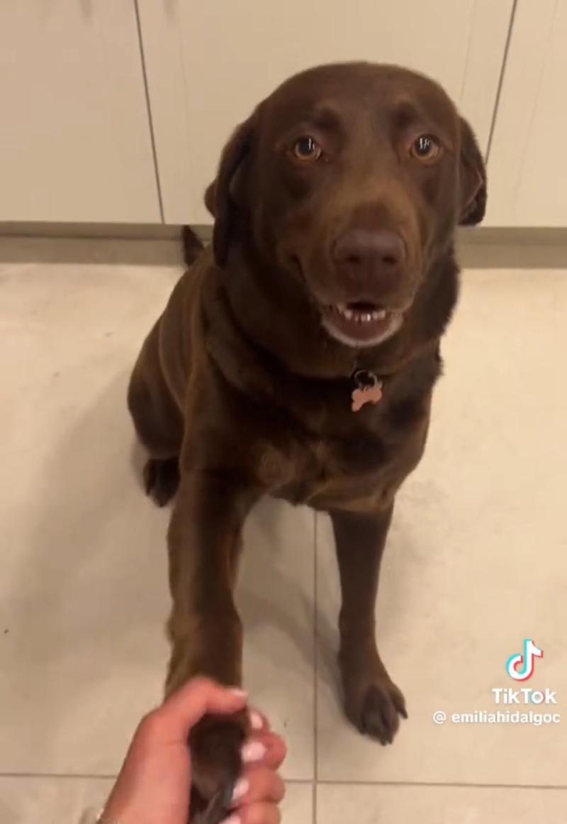 Emilia Hidalgo - TikTok