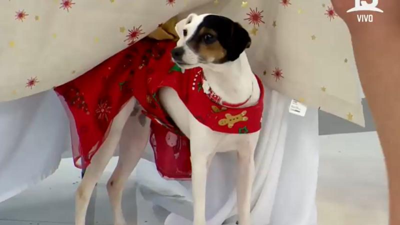 Jackie y Miko, los perritos de José Luis Repenning y Michelle Adam