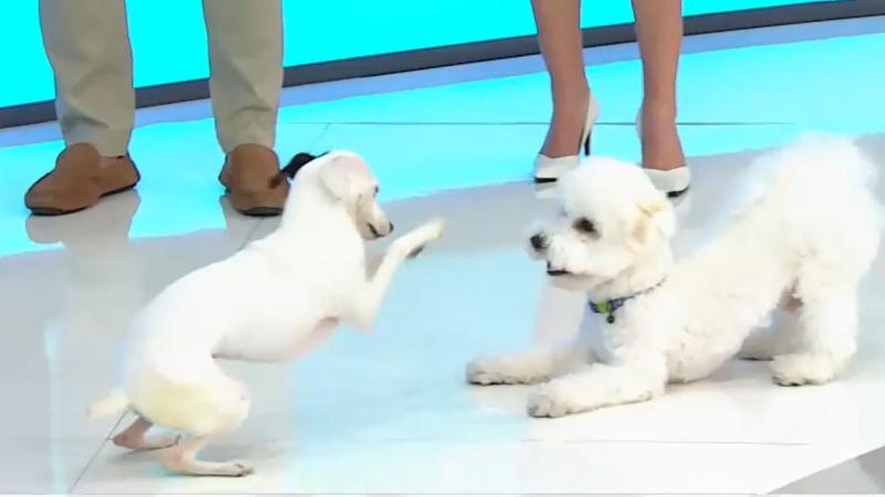 Los perritos de José Luis Repenning y Priscilla Vargas
