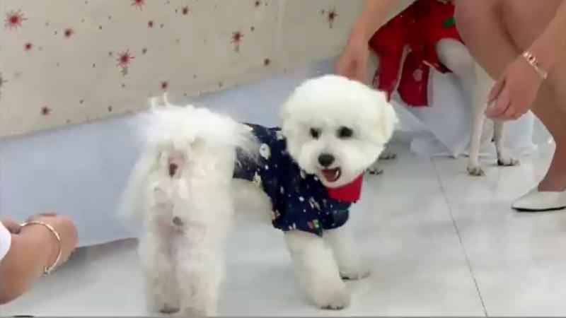 Jackie y Miko, los perritos de José Luis Repenning y Michelle Adam