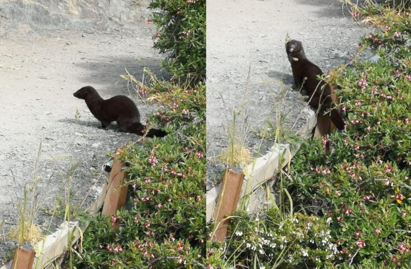 Alertan presencia del visón americano en Parque Nacional Torres del Paine