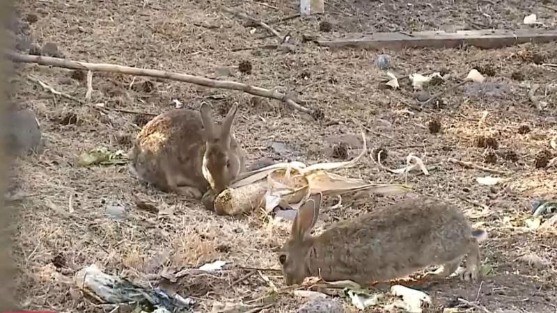 Conejos de Las Condes
