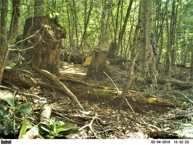 Estudio determina que turistas facilitan la entrada de perros libres en áreas protegidas.