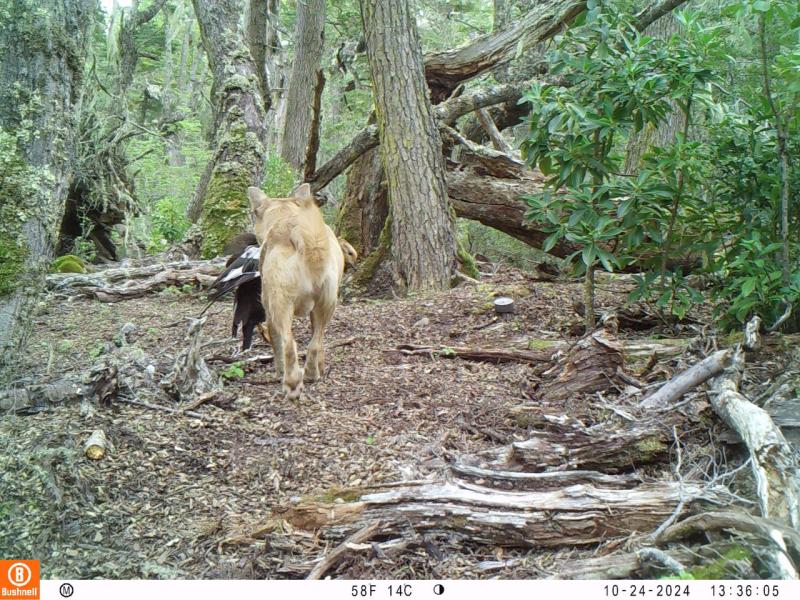 Perro lleva un Caiquén vivo en la boca.