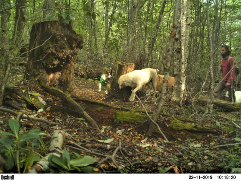Perros sin supervisión recorren más de 28 km.