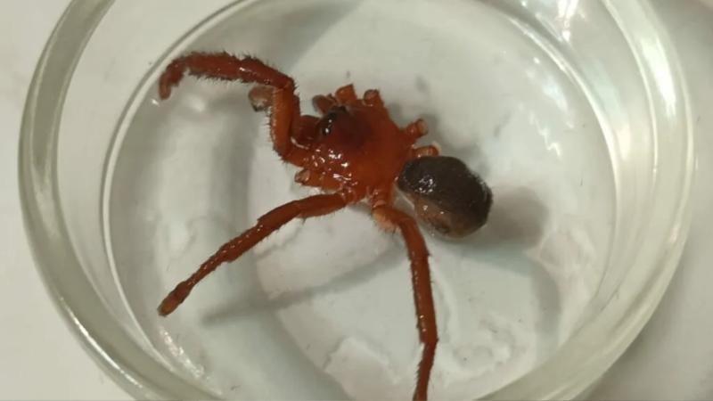 Científicos descubren nueva especie de araña en Talca