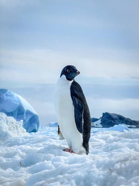 ¿Cuál es la importancia científica de la Antártica y por qué varios países reclaman su soberanía?