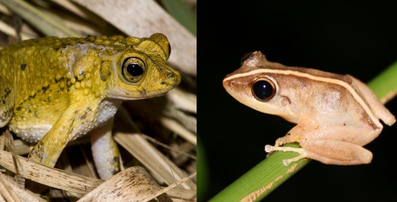 Sapo concho y coquí, los anfibios en peligro de extinción de Puerto Rico.