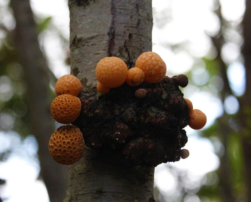 Digüeñe o dihueñe (Cyttaria espinosae). Foto: Cris FWP