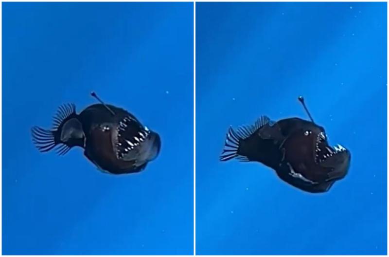 Registro del pez diablo negro.