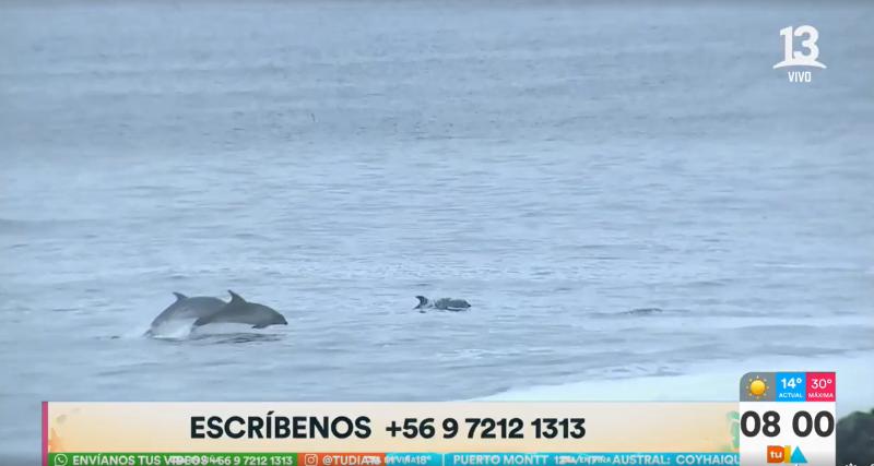 Delfines sorprenden en vivo al panel de Tu Día desde Viña del Mar