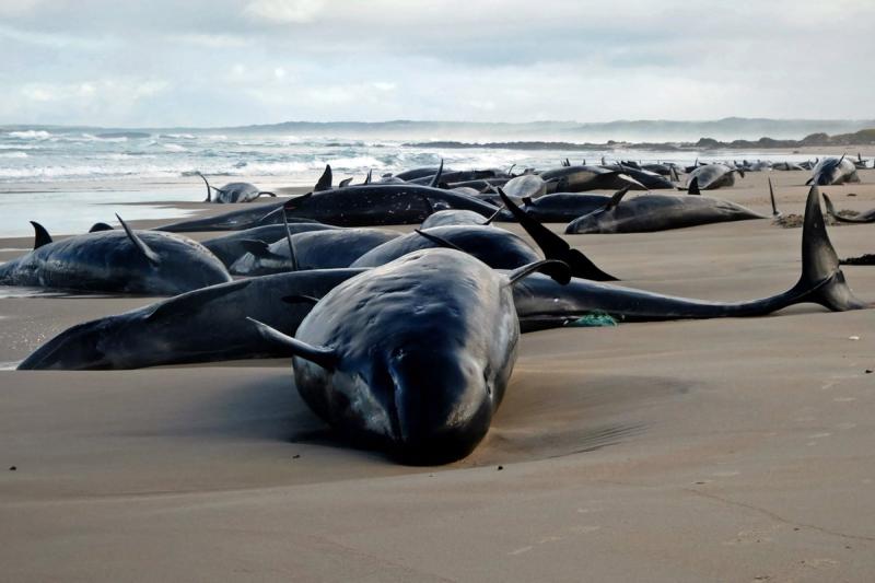 Encuentran 150 delfines varados en una playa de Tasmania.
