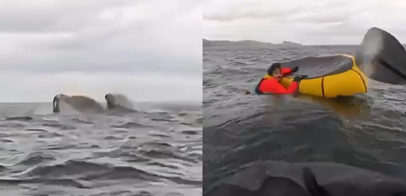 Joven fue tragado por una ballena en Punta Arenas.
