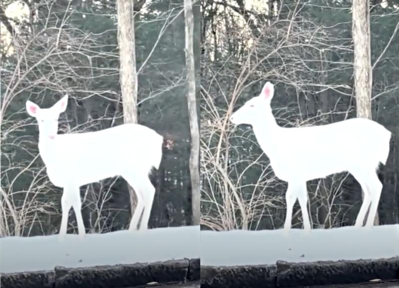 Mujer se encuentra con ciervo albino en Estados Unidos.