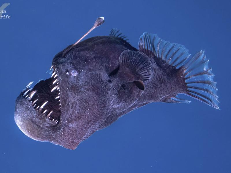 Pez abisal o pez diablo negro.