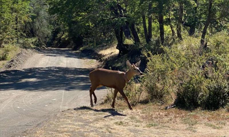 Tras 30 años se ve un Huemul en Parque Nacional de Argentina.