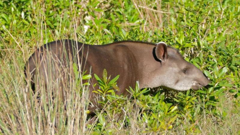 Un hecho histórico: reaparece el tapir sudamericano tras 100 años de creerlo extinta