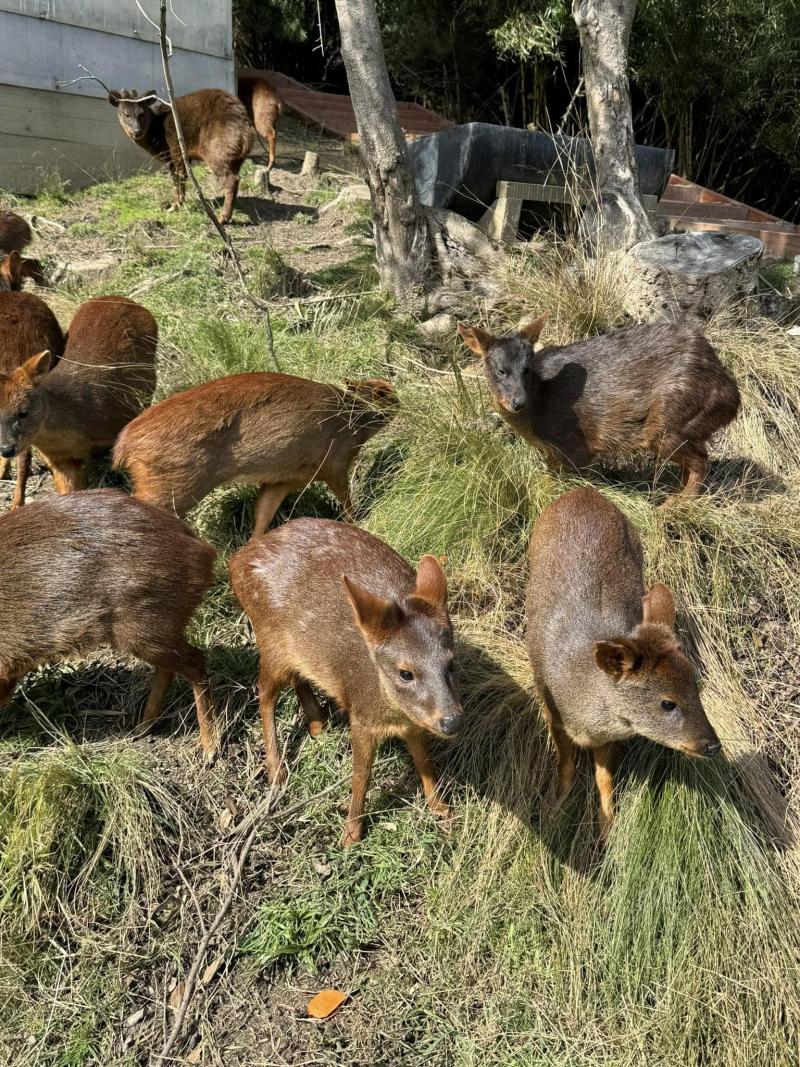Criadero de pudúes. Créditos: Facebook.