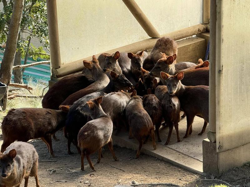 Criadero de pudúes. Créditos: Facebook.