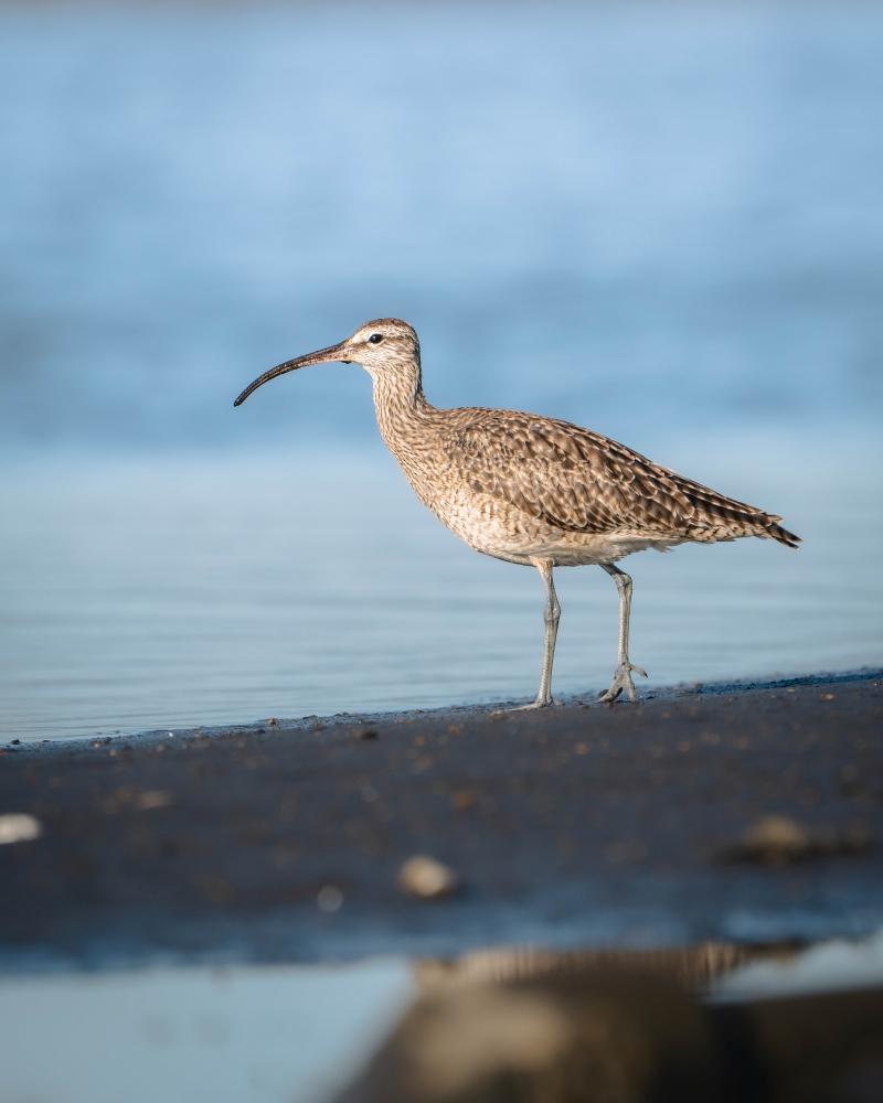 Canal El Morro. Créditos: Daniela Paz Peña