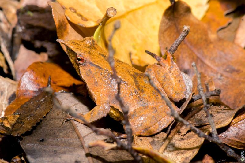 Descubren nueva población de ranitas de Darwin. Créditos: CONAF Los Lagos.