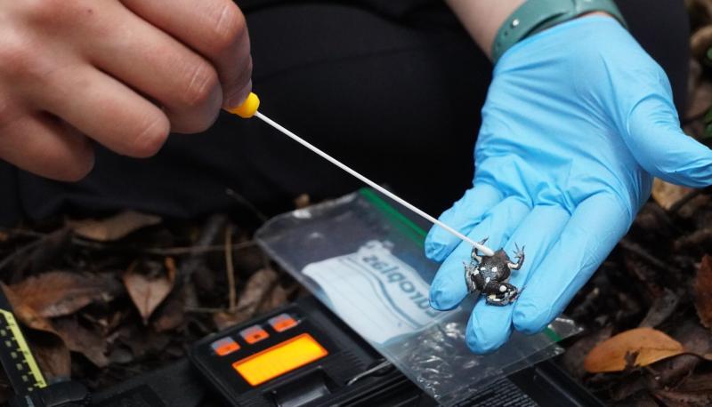 Descubren nueva población de ranitas de Darwin. Créditos: CONAF Los Lagos.