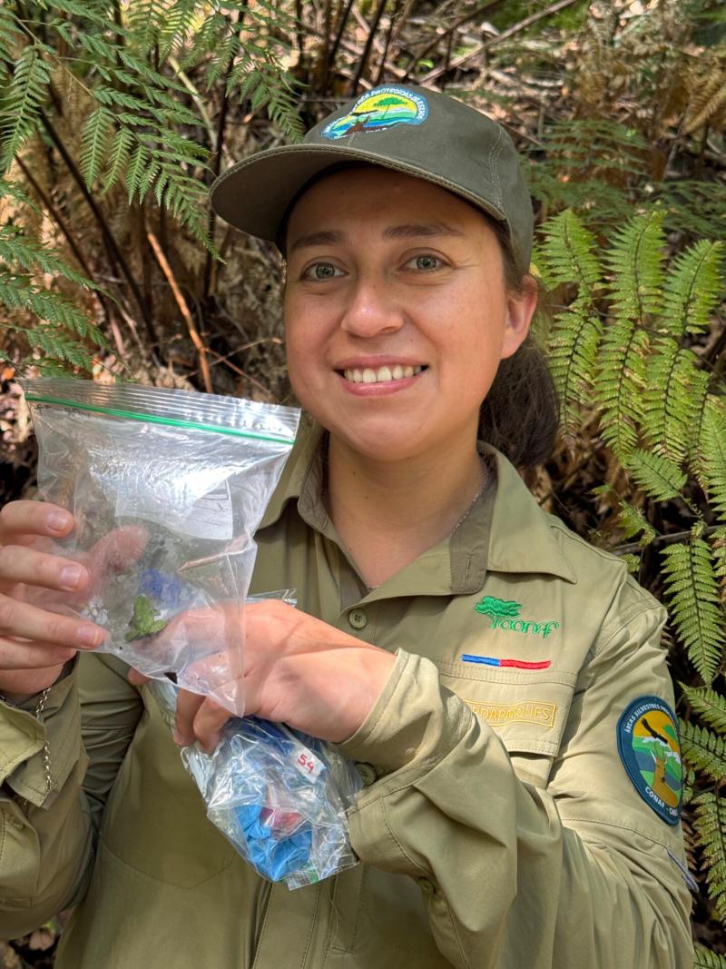 Descubren nueva población de ranitas de Darwin. Créditos: CONAF Los Lagos.