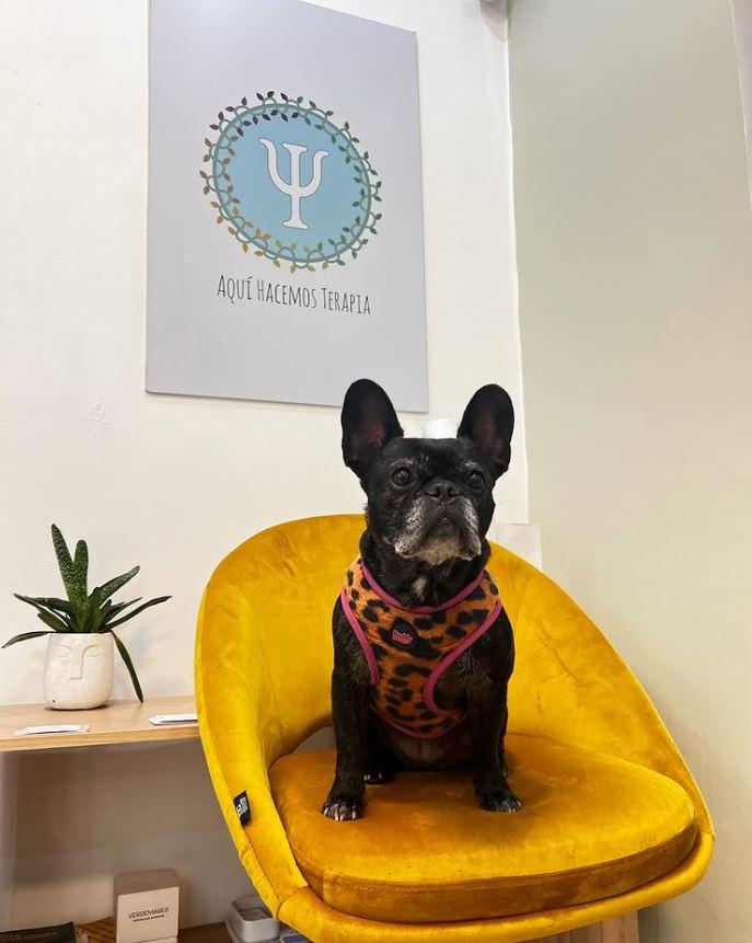 Blanquita, la perrita que hace de coterapeuta. Créditos: Instagram @viajandohaciaadentroo