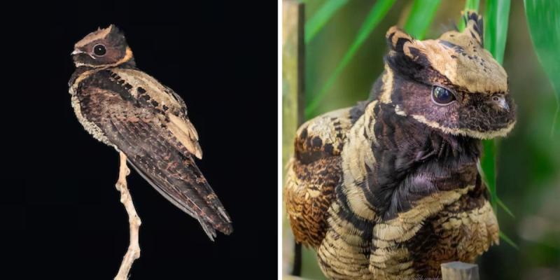 Chotacabras orejudo, el ave que parece dragón.