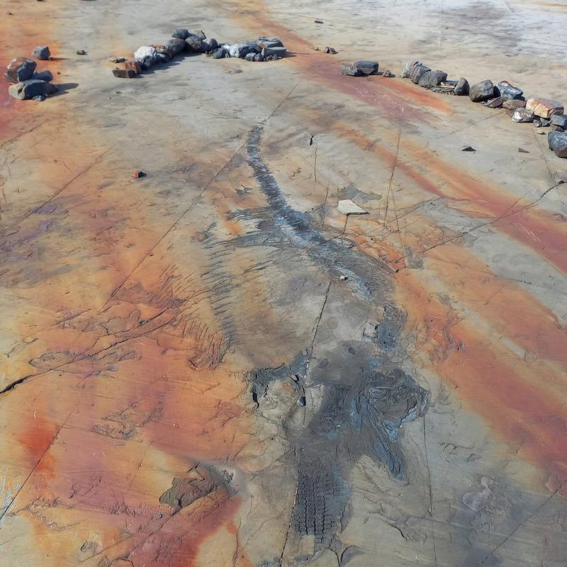 Fósil de ictiosaurio descubierta en la Patagonia Chilena. Créditos: @udemagallanes y @judith_pardo_perez