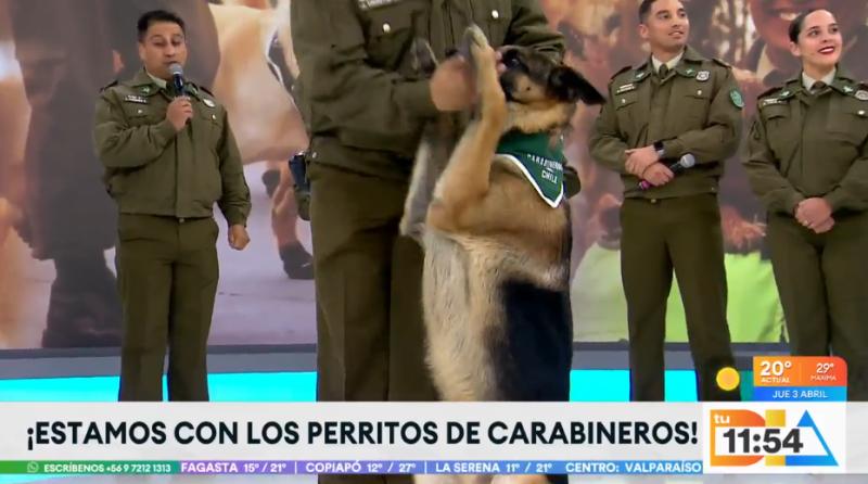 Perritos policiales se robaron las miradas en "Tu Día"