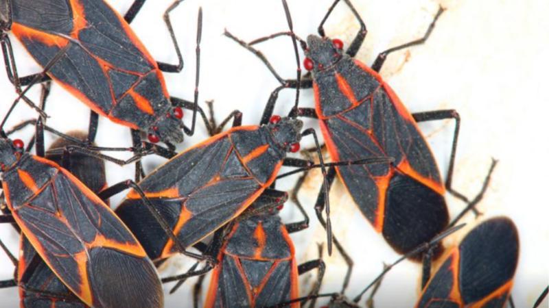 ¿Qué es el chinche del Arce? Créditos: Universidad de Chile.