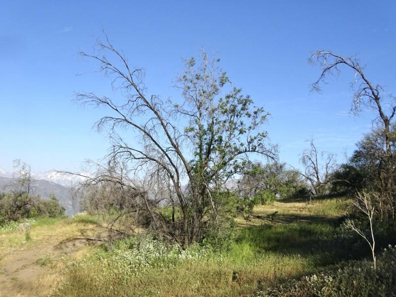 Seminario en Puerto Varas invitará a reflexionar sobre la importancia de restauración de paisajes