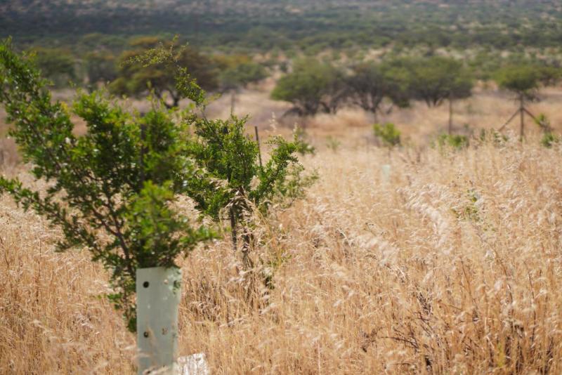 Seminario en Puerto Varas invitará a reflexionar sobre la importancia de restauración de paisajes