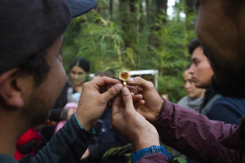 Festival Mundo Fungi