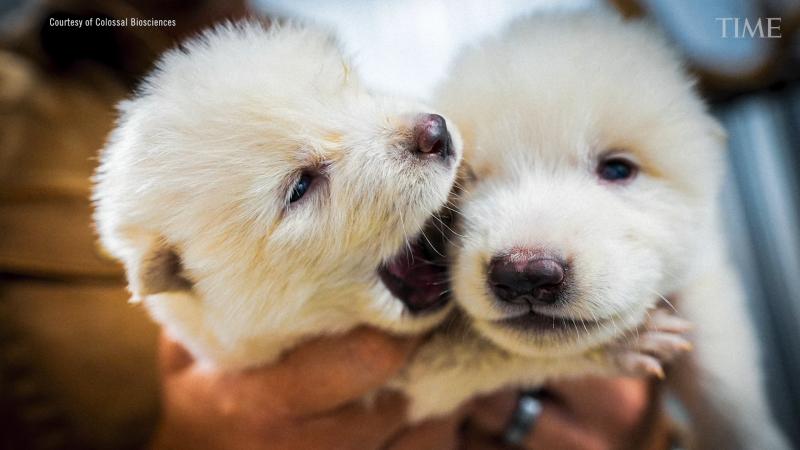 Conoce a Rómulo y Remo, los primeros cachorros de lobos huargos traídos por la empresa Colossal. Créditos: YouTube de Colossal.
