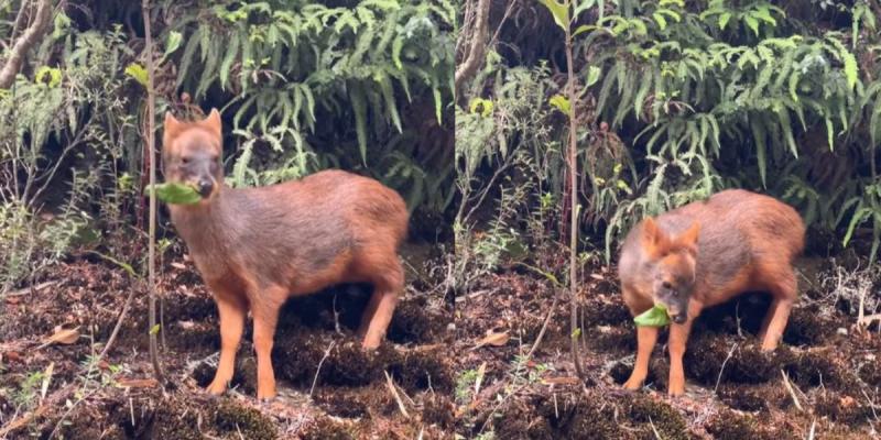 Turista china se encuentra con un pudú en Chiloé y su reacción se vuelve viral. Créditos: Instagram.