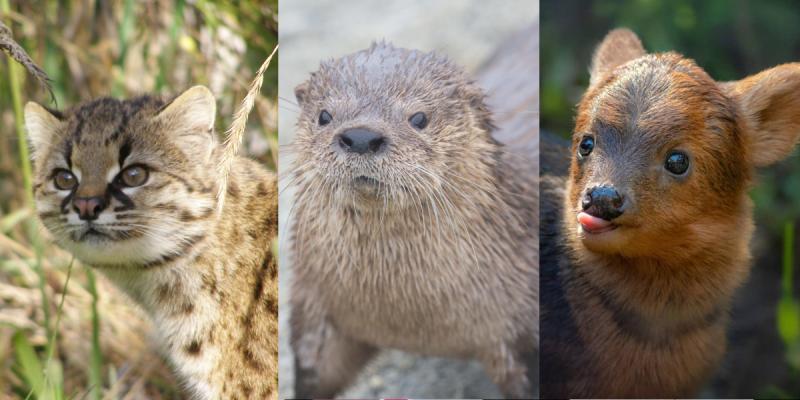 Se trata de Güiña Jump, una aventura digital, en las que animales como el güiña, el pudú y el chungungo enfrentan diversos desafíos para proteger su hábitat.