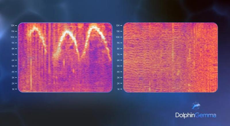 Izquierda: Silbidos (izquierda) y pulsos de ráfaga (derecha) generados durante las primeras pruebas de DolphinGemma, el modelo de IA creado por Google. Créditos: DolphinGemma.