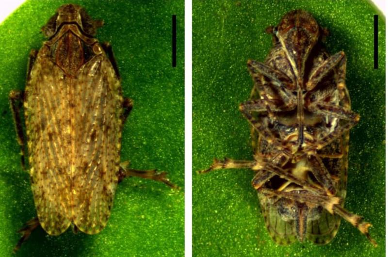Insecto del género Cixiosoma sp. Créditos: Universidad de Chile.