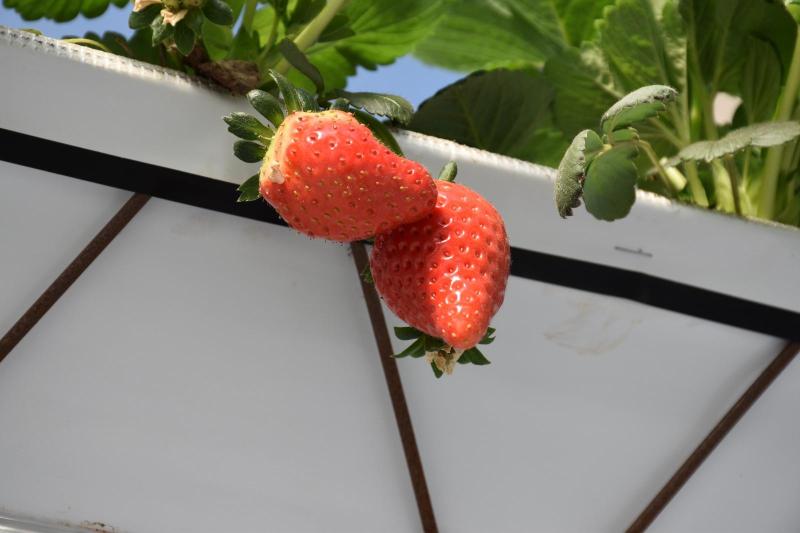 Frutillas. Créditos: Universidad de Chile.