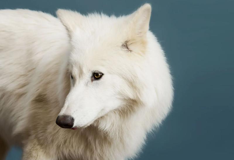 Lobo Remo a los 5 meses. Créditos: Robert Clark para Revista TIME.